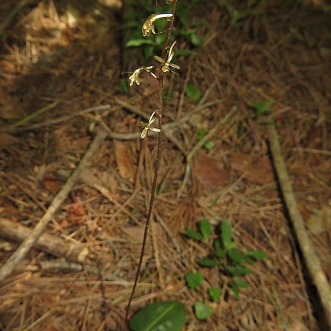 Tipularia japonica unspecified picture