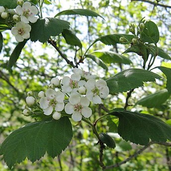 Crataegus phippsii o'kennon unspecified picture