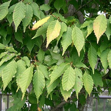 Carpinus tschonoskii unspecified picture