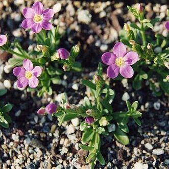 Centaurium scilloides unspecified picture