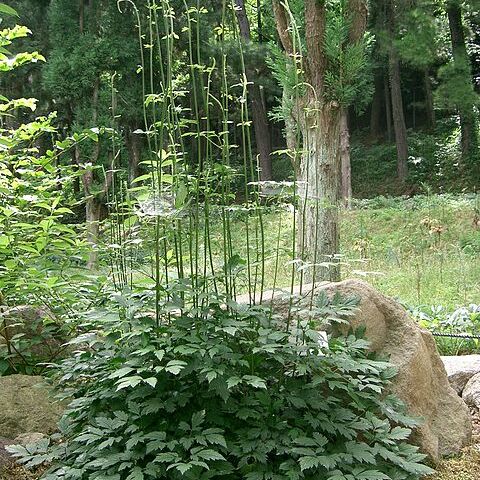 Actaea simplex unspecified picture