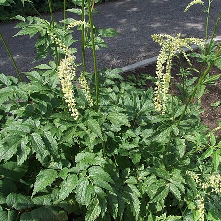 Actaea europaea unspecified picture