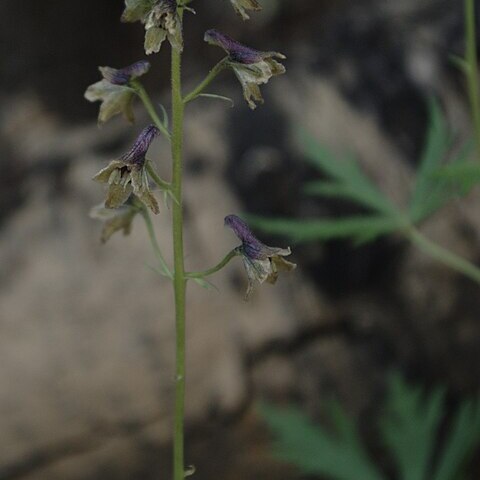 Delphinium sapellonis unspecified picture