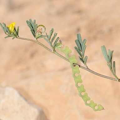 Hippocrepis biflora unspecified picture