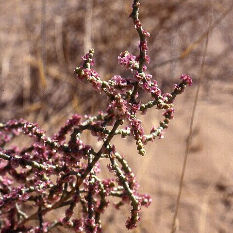 Haloxylon griffithii unspecified picture