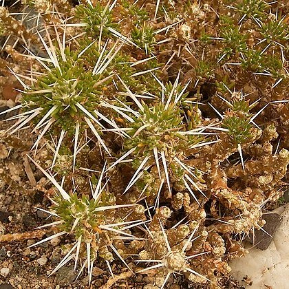 Maihuenia patagonica unspecified picture