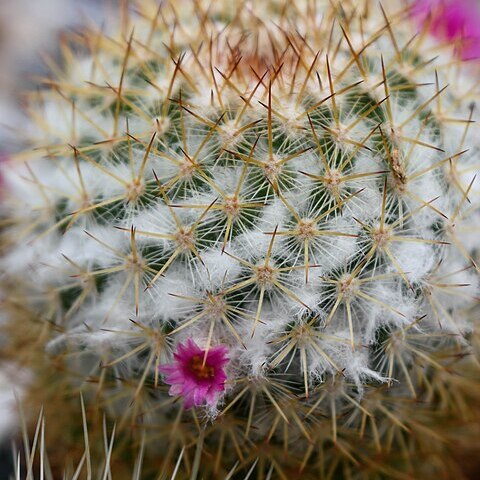 Mammillaria columbiana unspecified picture