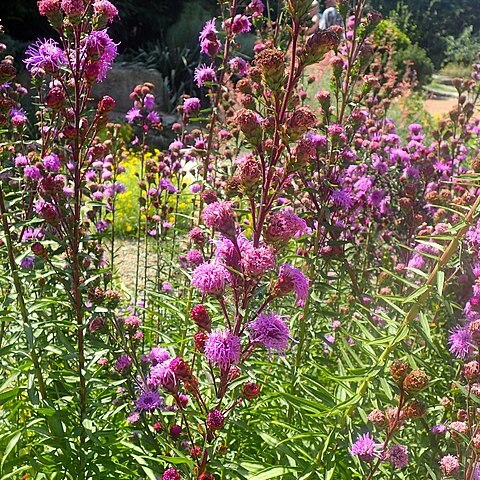 Liatris scariosa unspecified picture