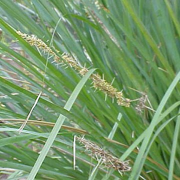 Lomandra filiformis unspecified picture