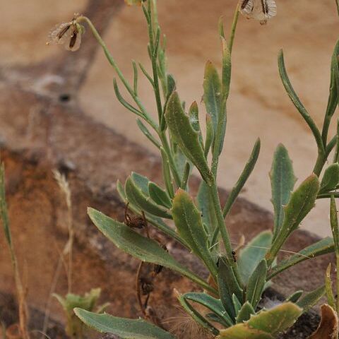 Osteospermum vaillantii unspecified picture