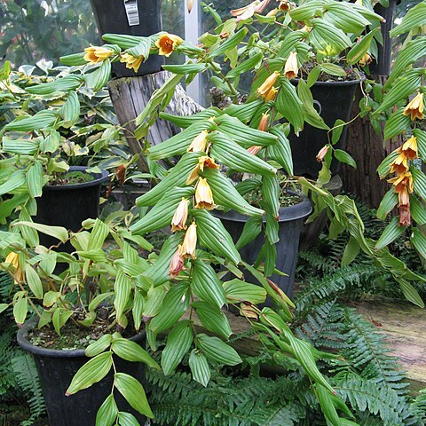 Tricyrtis macranthopsis unspecified picture