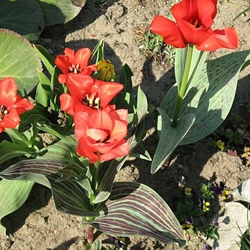 Tulipa greigi unspecified picture