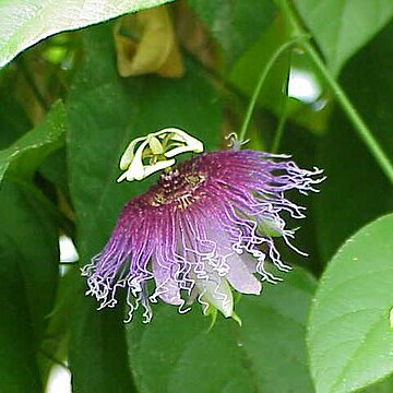 Passiflora serratifolia unspecified picture