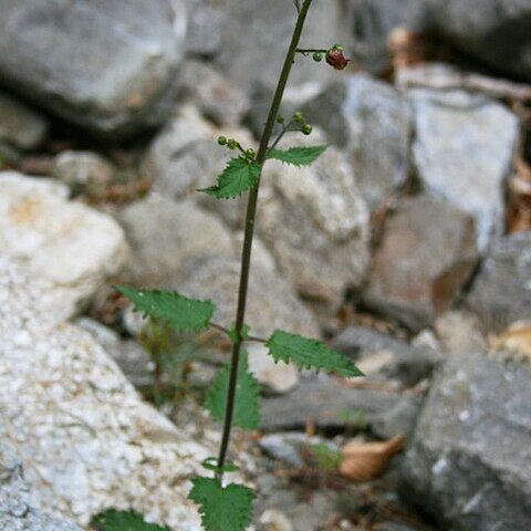 Scrophularia scopolii unspecified picture