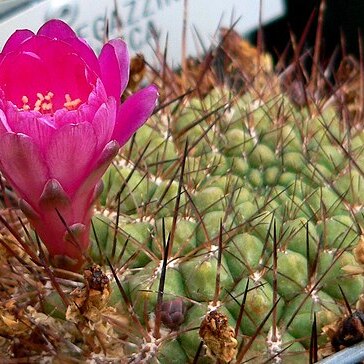 Rebutia steinbachii unspecified picture