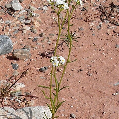 Plagiobothrys jonesii unspecified picture