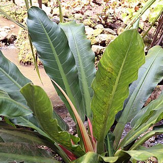 Philodendron davidsonii unspecified picture