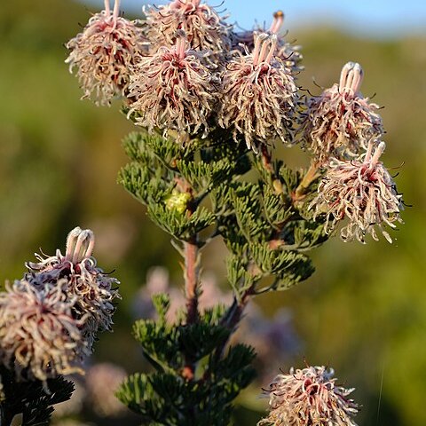 Serruria aitonii unspecified picture