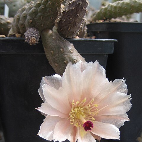 Pterocactus gonjianii unspecified picture