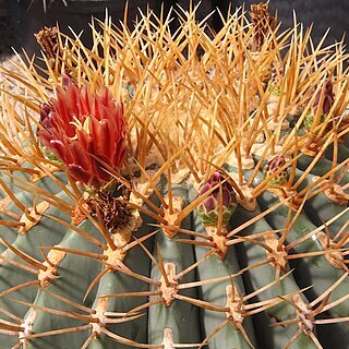 Ferocactus diguetii unspecified picture