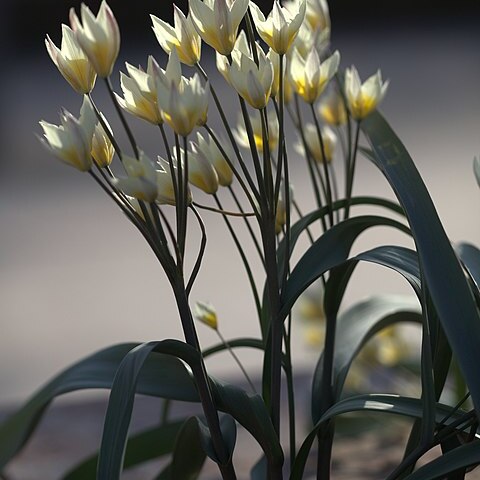 Tulipa bifloriformis unspecified picture