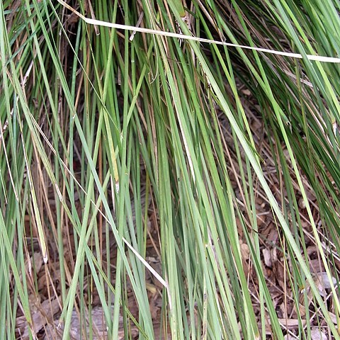 Lomandra fluviatilis unspecified picture