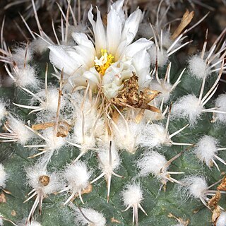 Turbinicarpus hoferi unspecified picture