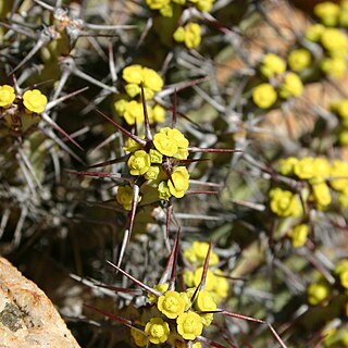 Euphorbia schinzii unspecified picture