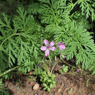 Erodium salzmannii unspecified picture