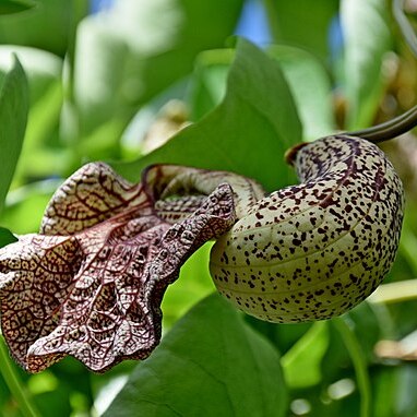 Aristolochia cymbifera unspecified picture