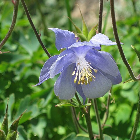 Aquilegia bernardi unspecified picture