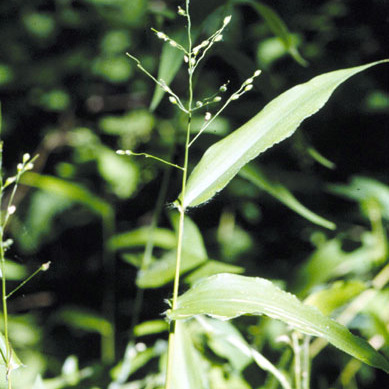 Panicum latifolium unspecified picture