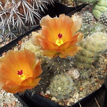 Pterocactus hickenii unspecified picture