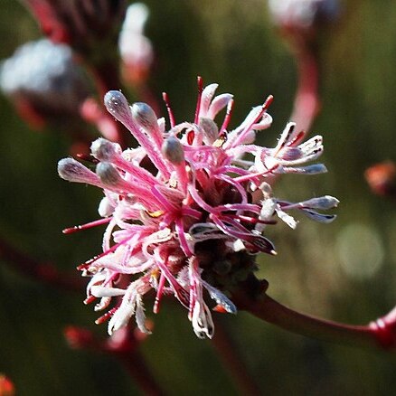 Serruria williamsii unspecified picture