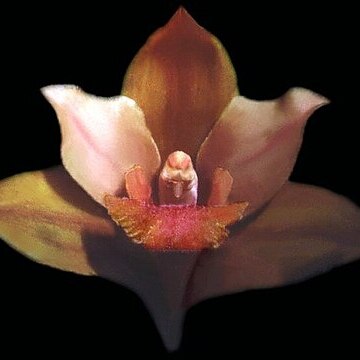 Bifrenaria verboonenii unspecified picture