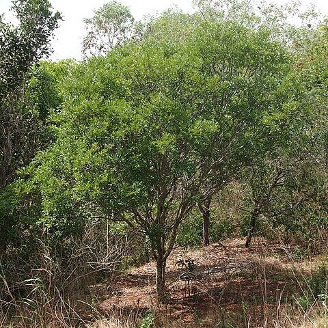 Cassia brewsteri unspecified picture