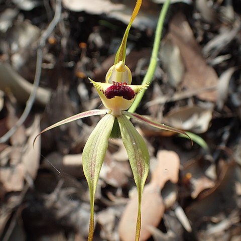 Caladenia rhomboidiformis unspecified picture