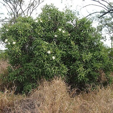 Capparis lasiantha unspecified picture