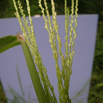 Digitaria parviflora unspecified picture