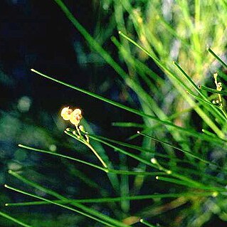 Daviesia pauciflora unspecified picture