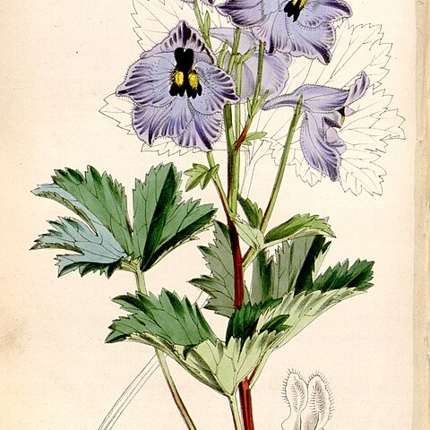 Delphinium brunonianum unspecified picture