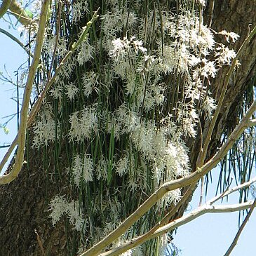 Dendrobium teretifolium unspecified picture