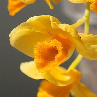 Dendrobium griffithianum unspecified picture