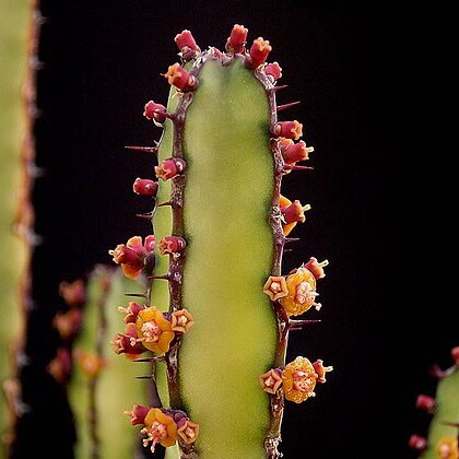 Euphorbia stapfii unspecified picture