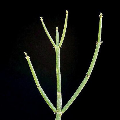 Euphorbia burmanni unspecified picture