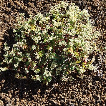 Euphorbia origanoides unspecified picture