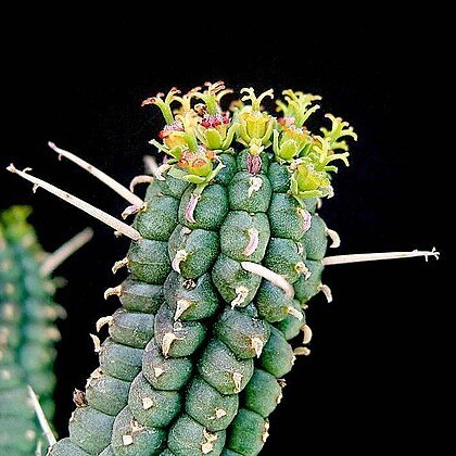 Euphorbia fimbriata unspecified picture