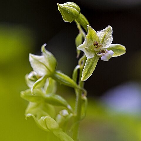 Epipactis tallosii subsp. zaupolensis unspecified picture