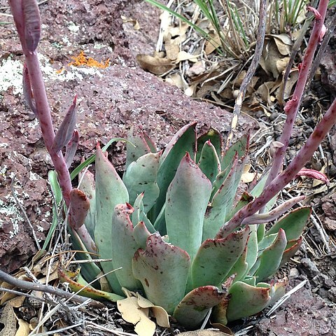 Echeveria strictiflora unspecified picture