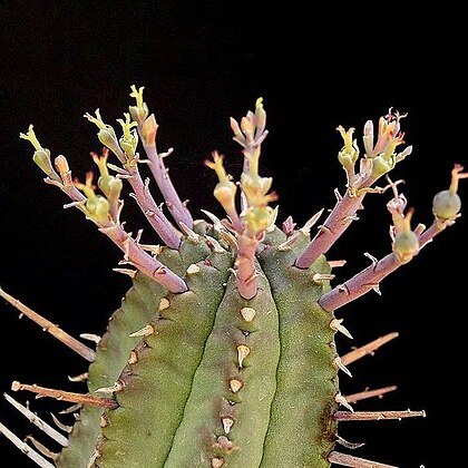 Euphorbia pillansii unspecified picture